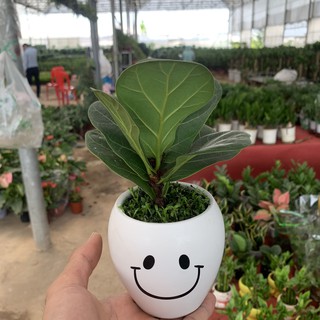 [CÂY PHONG THUỶ] Cây bàng Sing để bàn trồng chậu gốm cao 13cm, xanh tươi quanh năm rất dễ chăm sóc, trang trí nội thất