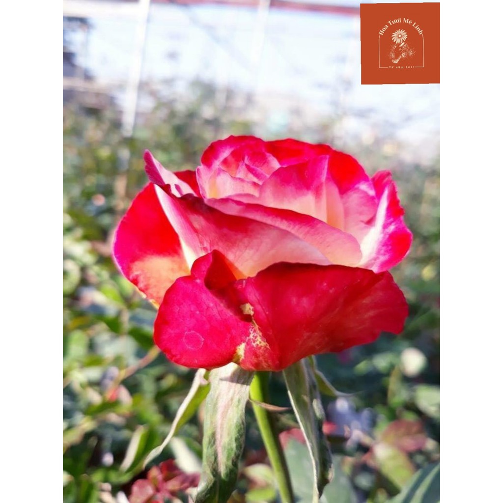 Hoa hồng ngoại Double Delight rose sắc hồng mới lạ - HoaTuoiMeLinh