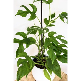 cây Monstera mini From thái (Rhaphidophora Tetrasperma)