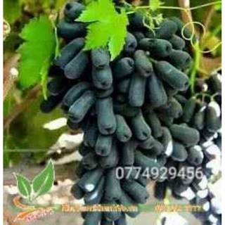 Nho ngón tay mỹ 6 tháng ra trái