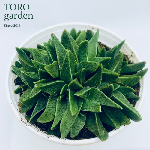 Sen đá cỏ ngọc Đà Lạt size trung bình cây cảnh trang trí nhà cửa Toro garden