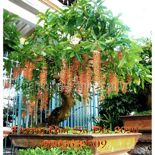 Cây Lộc Vừng Siêu Hoa