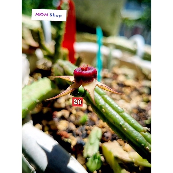 Xương rồng sao biển ngôi sao năm cánh trắng nhuỵ đỏ Huernia procumbens