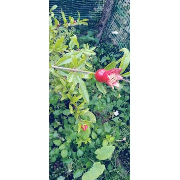 Lựu đỏ lùn ấn độ cây chiết cành chuẩn giống ra quả sau 2 tháng.