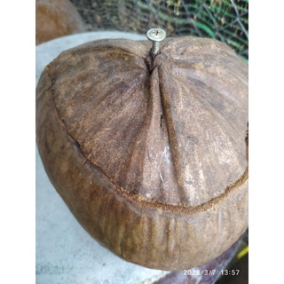 giỏ đựng ấm trà từ dừa