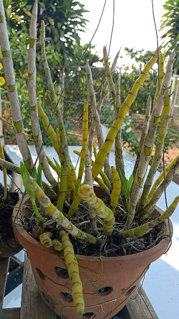Hoa Lan rừng nhiều loại