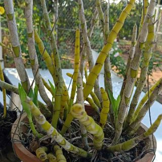 Hoa Lan rừng nhiều loại