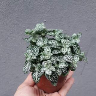 Cây cẩm nhung xanh