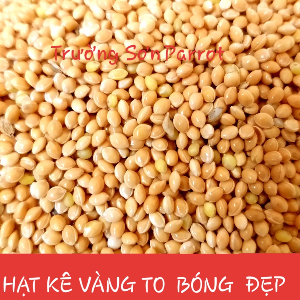 HẠT KÊ ĐỎ, KÊ VÀNG LOẠI TO GÓI 500g