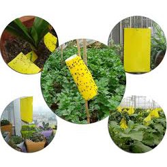 20 miếng bẫy dính ruồi vàng