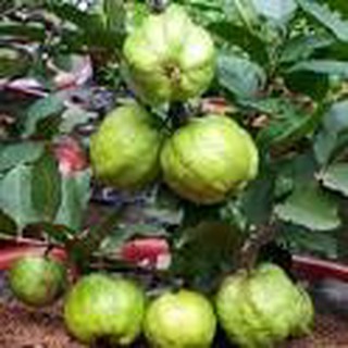 Cây ổi Nữ Hoàng TháiLan đang bông