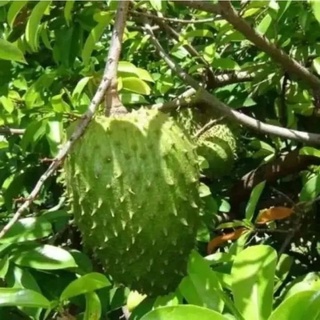 Giống cây mãng cầu xiêm mã lai