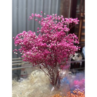 Hoa baby khô ( bó 110g)