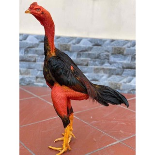 1kg Rễ cây bạch hạc