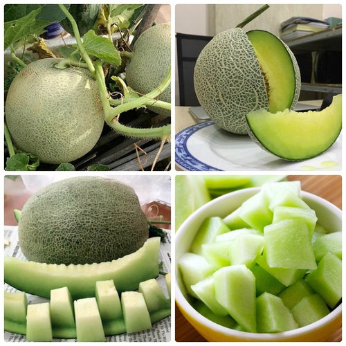 HẠT GIỐNG DƯA LƯỚI F1-737 RUỘT XANH - GÓI 1 GRAM