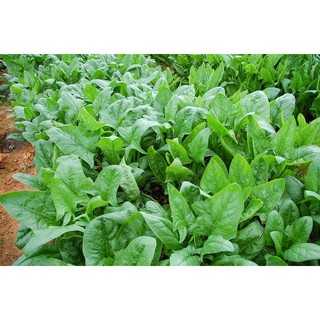 HẠT CẢI BÓ XÔI F1 - GÓI 5 GRAM