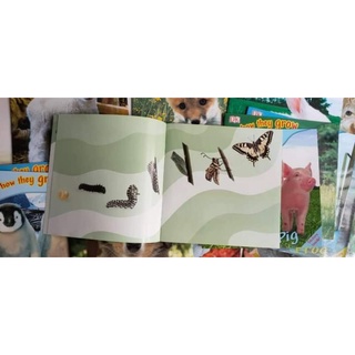 VÒNG ĐỜI CỦA CÁC CON VẬT (SEE HOW THEY GROW) IN OFFSET