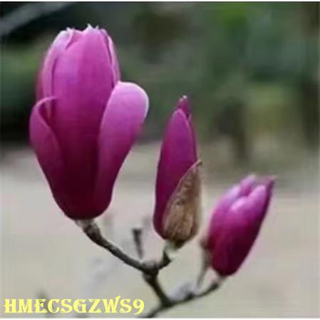 Hạt giống hoa mộc lan Đỏ Vàng Trắng tím đễ trồng nảy mầm cực nhanh 30h