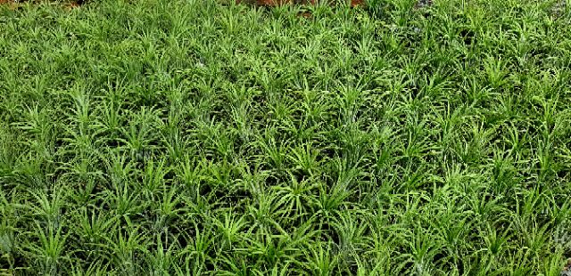 Cây không khí mini chỉ còn 10k/1 cây