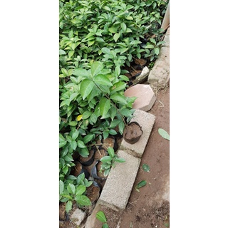 cây giống lan tỏi