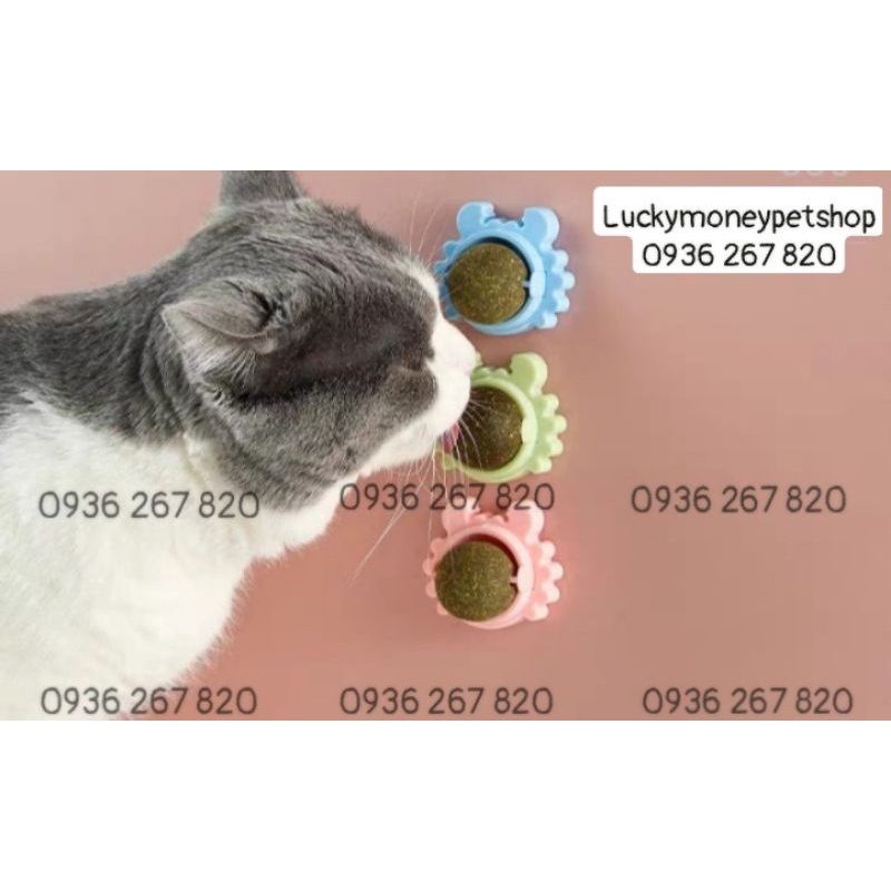 CỎ MÈO KHÔ/ CANIP Dán Tường