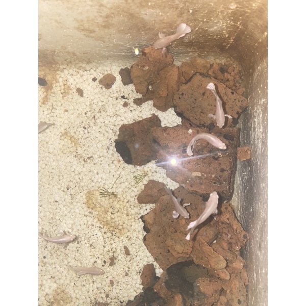 Cám betta dumbo white dumbo lavender trắng tím thuỷ sinh
