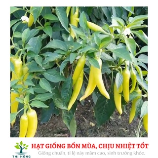 Hạt giống ớt sừng vàng 0.1g (trái dày, rất cay, thơm)
