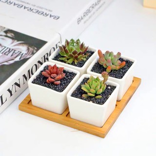 Set chậu sứ trắng để bàn [Tặng kèm khay gỗ]