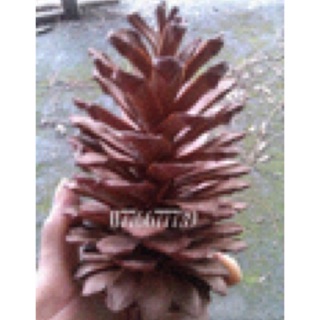 1kg trái thông khô loai lơn (25 -30trai)