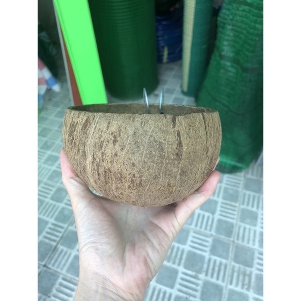 GÁO DỪA cho gà ăn, gáo dừa để nước uống cho gia cầm