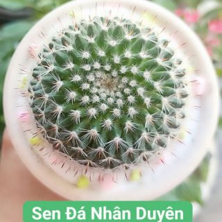 Xương rồng bánh sinh nhật
