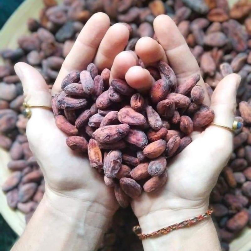 Hạt cacao thô lên men 1Kg- Cocoa beans