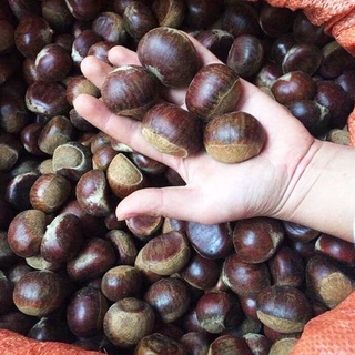 500gr Hạt dẻ Sapa