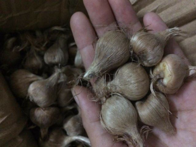 Củ hoa nghệ tây màu tím