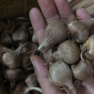 Củ hoa nghệ tây màu tím
