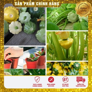 Bộ gói hạt giống Bí đĩa bay