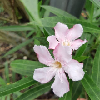 Cây hoa trúc đào- Hoa đẹp trang trí sân vườn- Decor- Phong thuỷ- Cây hoa kiểng Đồng Tháp