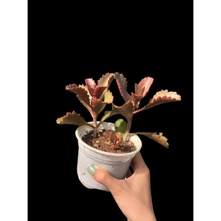 SEN ĐÁ ĐỎ HỌ SỐNG ĐỜI (Kalanchoe sexangularis)
