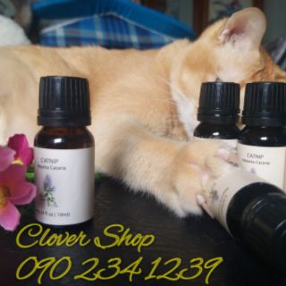 Tinh dầu cỏ mèo catnip
