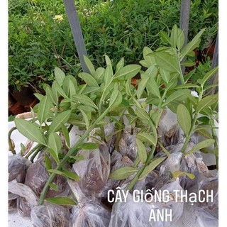 CÂY GIỐNG THẠCH ANH