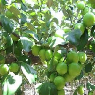 CÂY GIỐNG TÁO NGỌT