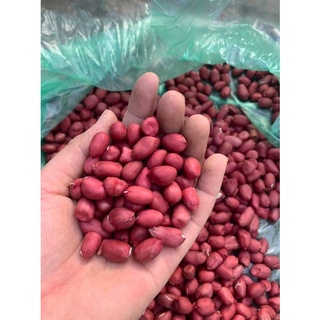 Lạc đỏ nương Điện Biên