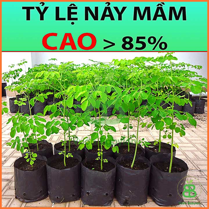 Hạt Giống Chùm Ngây Phú Nông Dễ Trồng