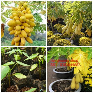 Hạt giống đu đủ vàng
