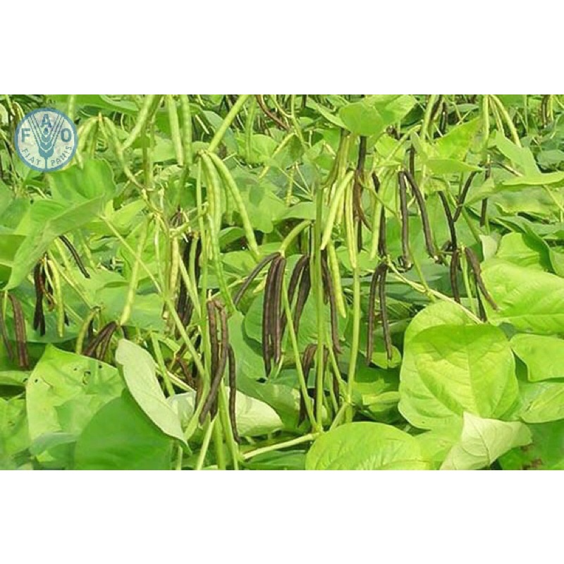 Đậu đen xanh lòng 1kg thuần chủng, hữu cơ- đậu đen hạt nhỏ