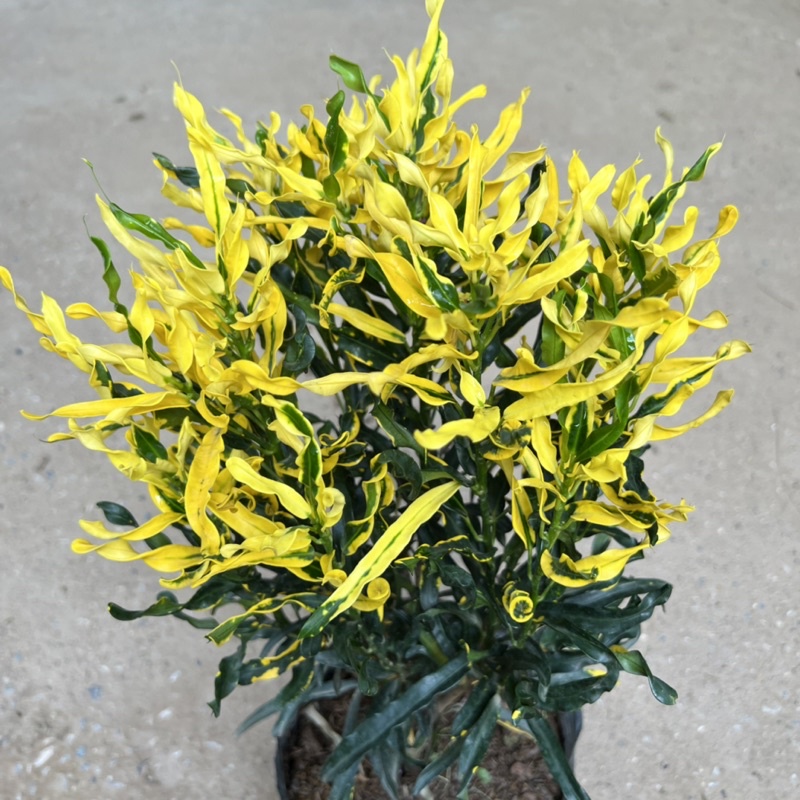 Cây cô tòng lá xoăn, cây vàng anh ruột gà cao 25cm, cây cảnh trang trí ban công, sân vườn và ven tường rào