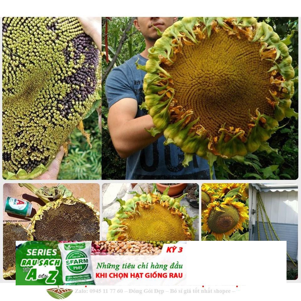 GÓI 10 Hạt Giống Hoa Hướng Dương Khổng Lồ - Voi Ma Mút  10 hạt