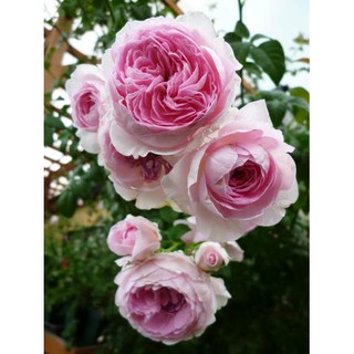 Hồng Leo Mon Coeur - Chậu Hoa Hồng