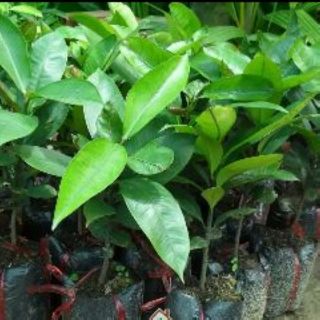 Cây giống măng cụt