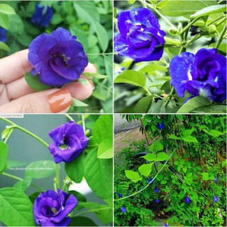  Hạt giống hoa đâu biếc hoa kép - 20 hạt